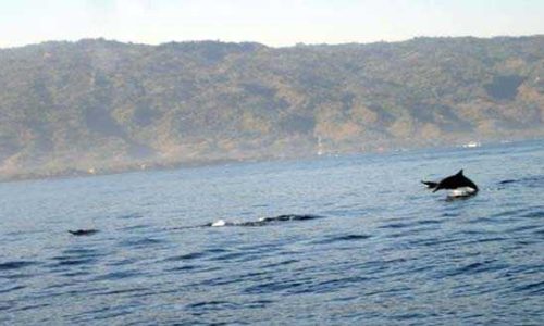 Lumba-Lumba di Lovina (foto: sandro wangak)