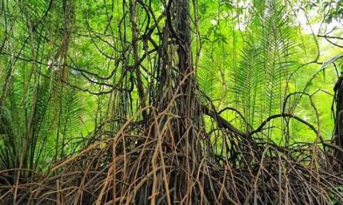Hutan Mangrove (Richard Kandy)