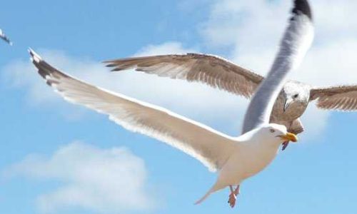 Burung Camar.(Photo:google.com)