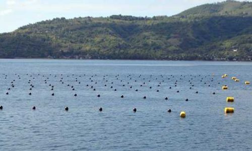 Blok budidaya mutiara PT TOM (foto: kamaleng)