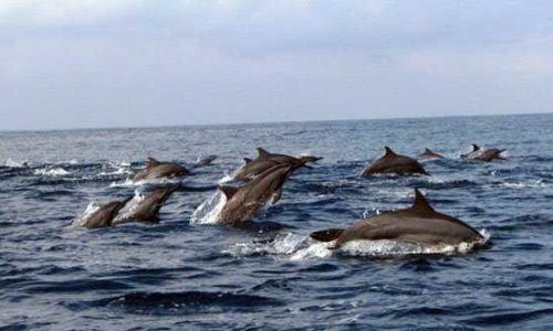 Lumba-lumba di Teluk Kilauan (foto destamala)