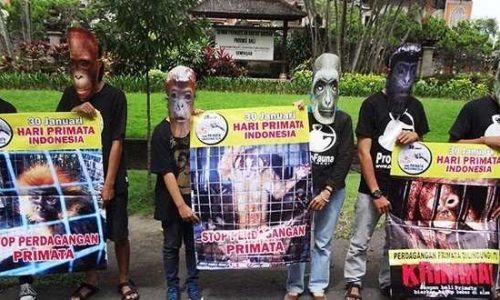Parta Aktivis Profauna mengenakan topeng monyet saat menggelar demo di depan kantor DPRD Bali (Foto : kresia)