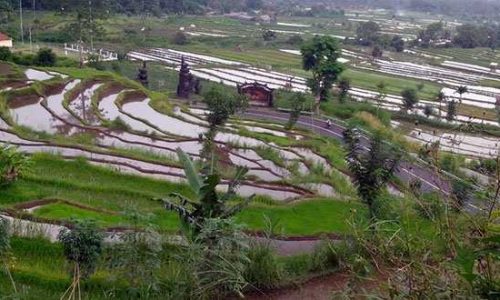 Lahan Persawahan di Bali dengan Sistem sering menjadi mendapat persoalan yang kerap tak diselesaikan. salah satu lahan persawahan di Desa Tulamben (foto : sandrowangak)