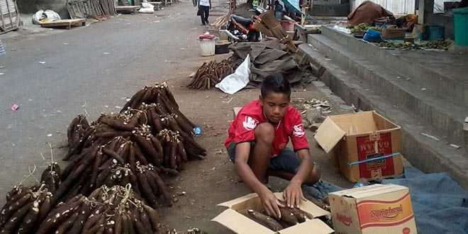 Ubi Nuabosi yang terkenal di Kabupaten Ende (foto: ist)