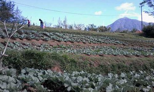 Lahan Pertanian di Desa Beloksidan (ist)
