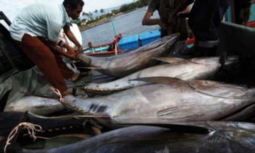 Ikan hasil tangkapan nelayan NTT (ist)