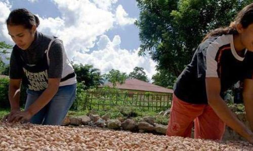 Petani Mete Ile Padung (ist)