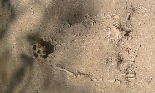 Tengorak yang berumur 4000 tahun di Pantai Painhaka, Flores Timur (foto: jermypaun)