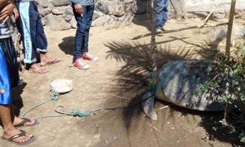 Penyu yang menggegerkan warga kota Larantuka (foto:balakeban)