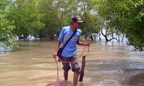 Foto : Pantai Oesapa dengan mangrove (foto: alaudinayub)