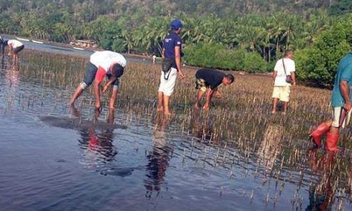 Foto : Kegiatan penanaman mangrove yang dilakukan oleh Orang Baopukang di pantai desa tersebut (foto: taribaik)
