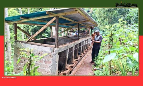 Program Ternak di Desa Wewo Sekitar Pengembangan PLTP Ulumbu Tunjukkan Dampak Positif