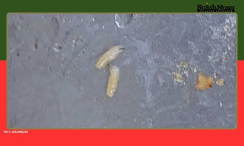 Sadis, Ada Ulat Dalam Menu MBG Untuk Anak TK di Lembata